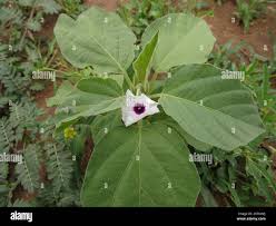 Image result for Astripomoea hyoscyamoides