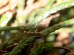 Image result for argyresthia thuiella thuja symptoms
