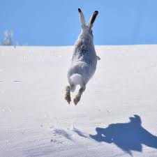 The arctic hare has long claws , especially on its hind legs. Arctic Hare Wildlife Archives Wildlife Archives
