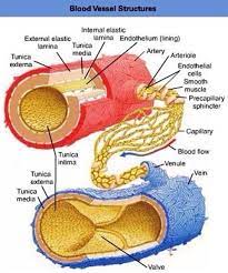 Pin On Medfacts Caution Some Images May Be Difficult To View For Non Medical Personnel