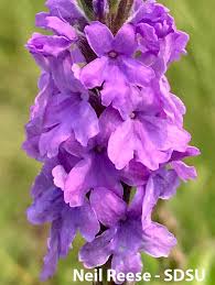 Image result for Verbenaceae