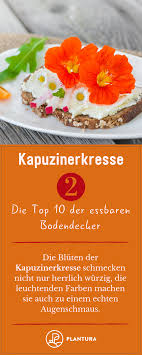 Essbare Bodendecker Die Top 10 Fur Ihren Garten Plantura Bodendecker Naturkuche Gesundes Obst Und Gemuse