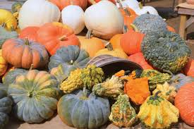 Maybe you would like to learn more about one of these? Heirloom Specialty Pumpkins Gourds Squash Johnson S Gardens