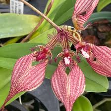 Image result for Rhabdophyllum arnoldianum