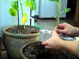How to grow potatoes in a bag once you have a bag for your potatoes, fill the bottom with a couple of inches (5 cm.) of soil and compost mix and plant your seed potatoes. Guide To Growing Potatoes Indoors