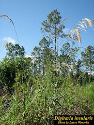 Image result for Digitaria nitens