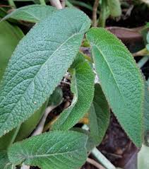 Image result for Begonia elaeagnifolia