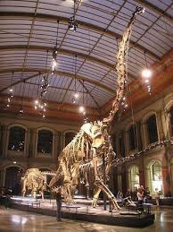 متحف التاريخ الطبيعي في نيويورك