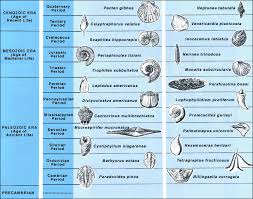 geologic time index fossils