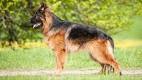 German Shepherd Shedding: How to Minimize Shedding