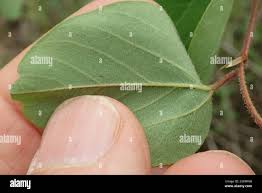 Image result for Helinus integrifolius