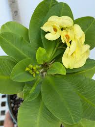 Image result for Euphorbia kilwana