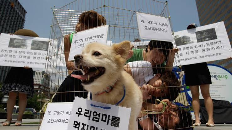 Corea del Sur estudia prohibir la carne de perro