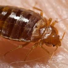 Maybe you would like to learn more about one of these? Richmond Pest Control Pest Control Services Staten Island Ny