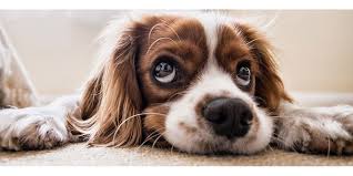 Nächtliche ausgangssperre in ganz bayern. Das Coronavirus Eine Gefahr Fur Hund Und Hundebesitzer