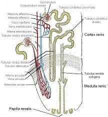 Clearence — renale clearance bezeichnet die clearance durch die nieren, d. Nephron Wikipedia