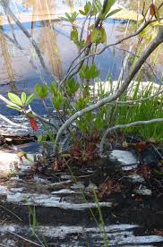 Image result for Lipocarpha constricta