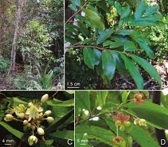 Image result for Brackenridgea