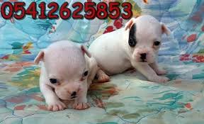 Yavru Bulldog Bulldog Fransiz Bulldog Bulldog Yavrulari