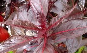 Image result for Iresine lindenii