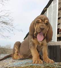Pin By Sydney Weikle On Boerner S Bloodhounds Bloodhound Puppies Hound Puppies Bloodhound Dogs