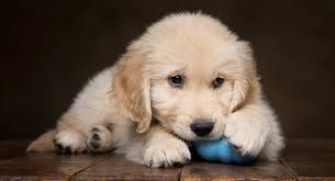 Why dogs lick and when to worry? Dog Chewing Paws Why He S Doing It And How To Stop Him