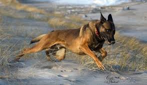 Black And Tan Faded German Shepherd Puppies Pin By Bobbie Brown Pastecki On Malinois Belgian Malinois Dog Belgium Malinois Malinois Dog