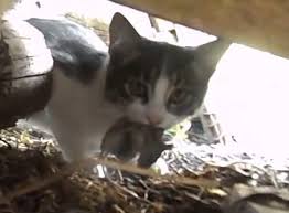 Ruyada Kedi Ve Fare Gormek Ruyandagor Com