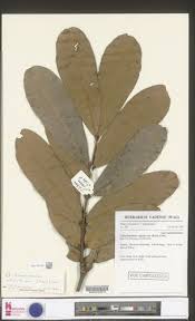 Image result for Gilbertiodendron