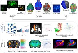 We did not find results for: Multimodal Image Registration And Connectivity Analysis For Integration Of Connectomic Data From Microscopy To Mri Nature Communications