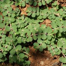 Image result for Euphorbia serpens