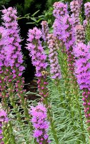 Image result for Xyris fugaciflora