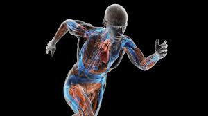 Human muscle system, the muscles of the human body that work the skeletal system, that are under voluntary control, and that are concerned with movement, posture, and balance. Boundless Anatomy And Physiology Simple Book Publishing