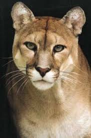 Sucuarana Ou Onca Parda Cute Small Animals Big Cats Animals Wild