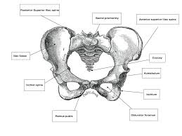 Below, learn more about the bones, muscles, and organs of the. Clinical Anatomy Of The Vulva Vagina Lower Pelvis And Perineum Glowm