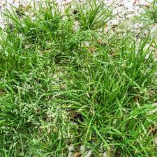 Image result for Poa annua