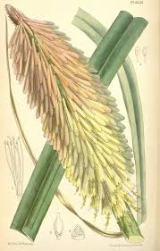 Image result for Uvaria edulis