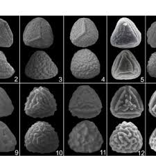 Image result for Actiniopteris pauciloba