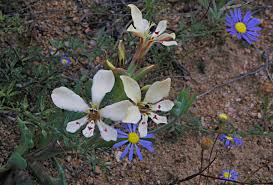 Image result for Lapeirousia