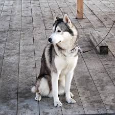 Probably food, toys and/or praise. Five Key Principles Of Training A Husky Pethelpful By Fellow Animal Lovers And Experts