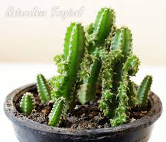 Antes de que los modernitos se apropiaran de él, era respetado: El Cactus Castillo De Hadas Acanthocereus Tetragonus Fairy Castle