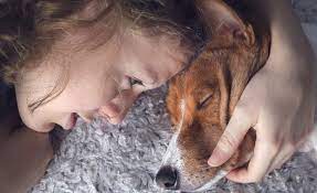 13 Signs Your Dog Is Dying How To Know When Your Dog Is Ready To Go