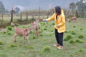 Terdapat dua jenis rusa, yaitu rusa tutul dan rusa sambar. Wisata Bersama Anak Ke Penangkaran Rusa Di Bandung Raya Infobdg Com