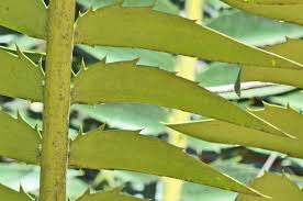 Image result for Encephalartos transvenosus