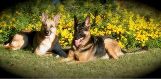 Check spelling or type a new query. Two Beautiful German Shepherd Dogs