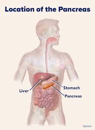 Image result for pancreas)