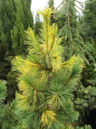 Image result for Pinus