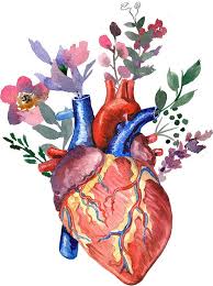 Check spelling or type a new query. Watercolor Heart And Flowers File To Download Png 300 Dpi Etsy In 2021 Watercolor Heart Anatomy Art Anatomical Heart Art