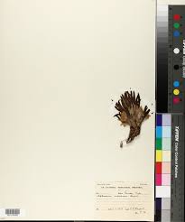 Image result for Aptosimum lineare