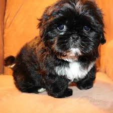 Stunning baby fancy thank you. Miracle Shih Tzu Pup Testimonials